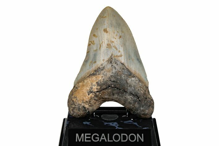 Serrated, 5.23" Fossil Megalodon Tooth - North Carolina